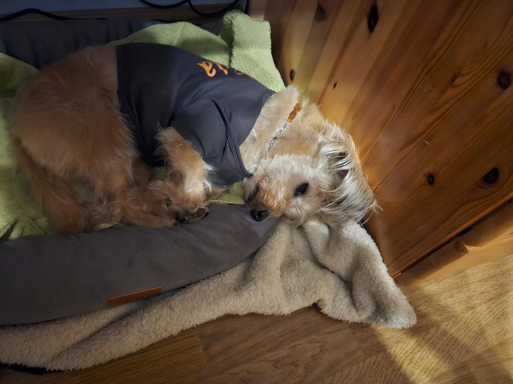 Beruhigend für ältere Tiere